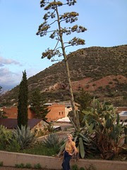 Century Plant