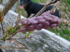 Wisteria ready to pop (and Nellie)