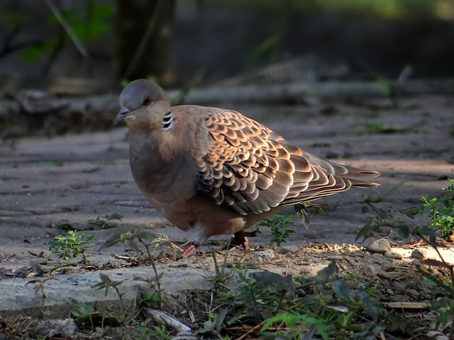 金背鳩/無限台南