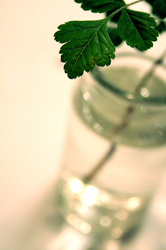 seedling