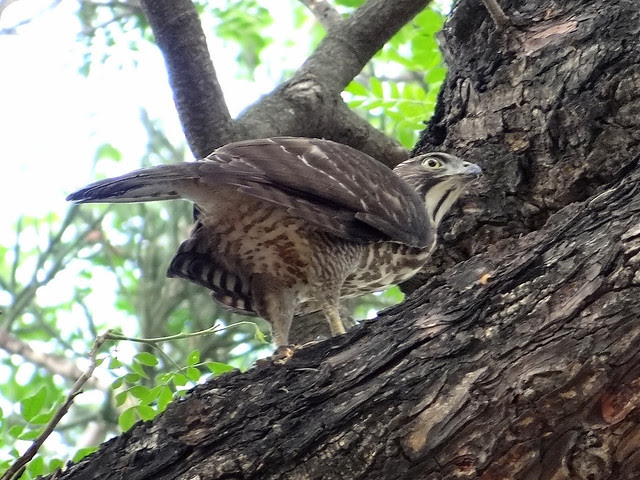 鳳頭蒼鷹/無限台南