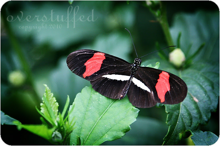 Red Postman
