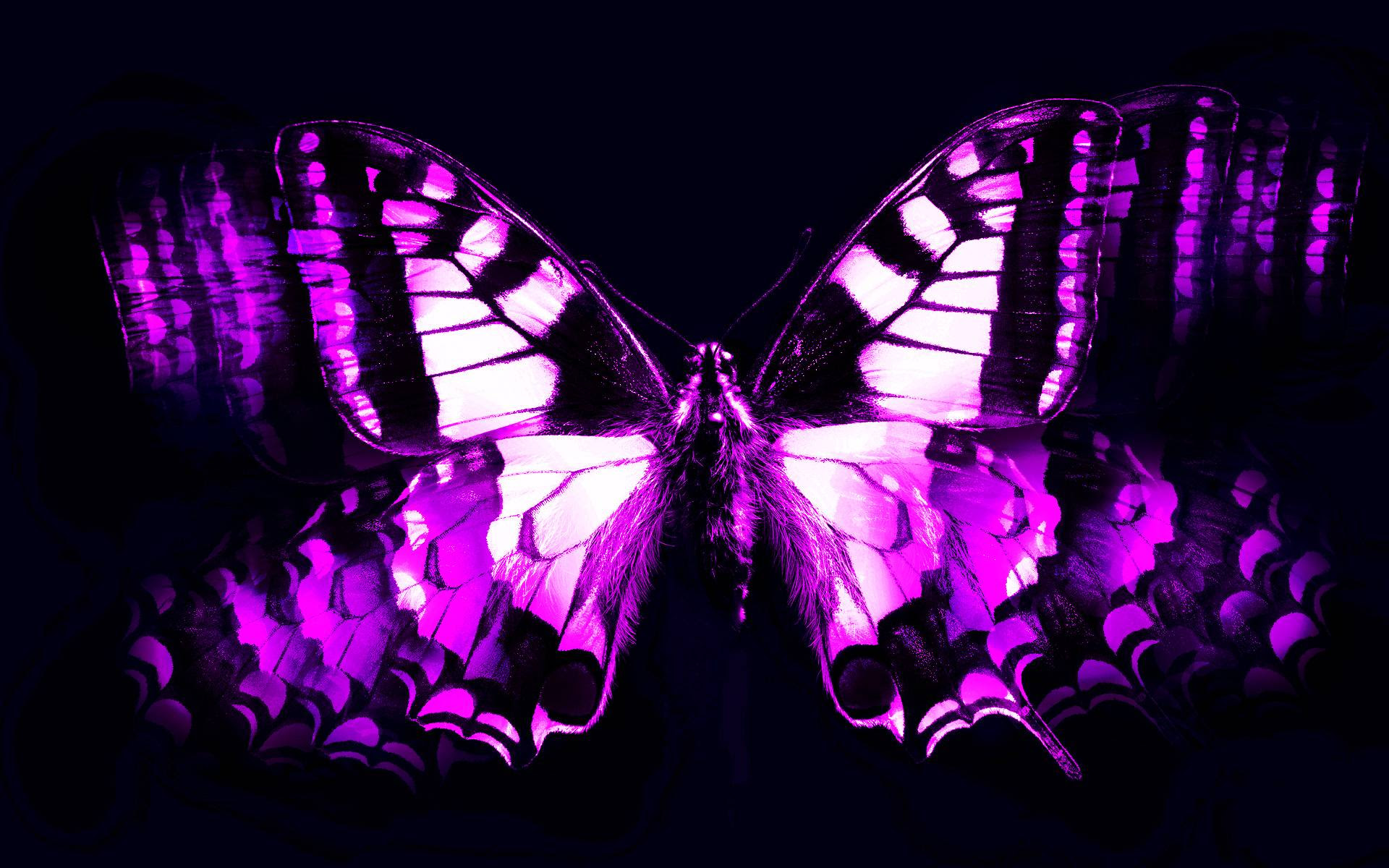 Purple Butterfly Wallpapers - Wallpaper Cave