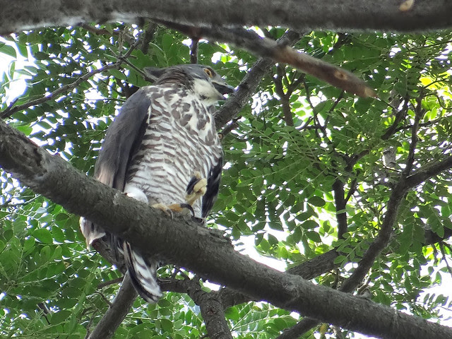 鳳頭蒼鷹/無限台南