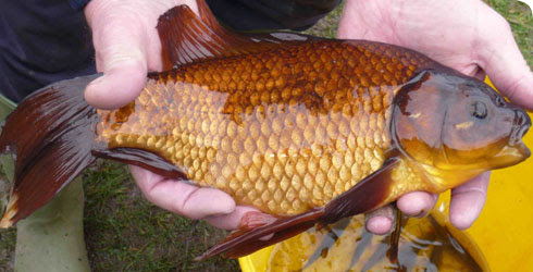 Norfolk crucian carp/goldfish hybrid