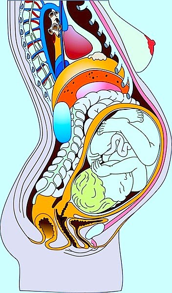 Female Organs Diagram / Ilustración de Esquema Muscular Del Cuerpo