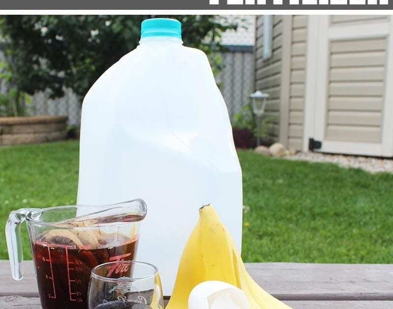 Banana Peel Tea For Plants Plants BA