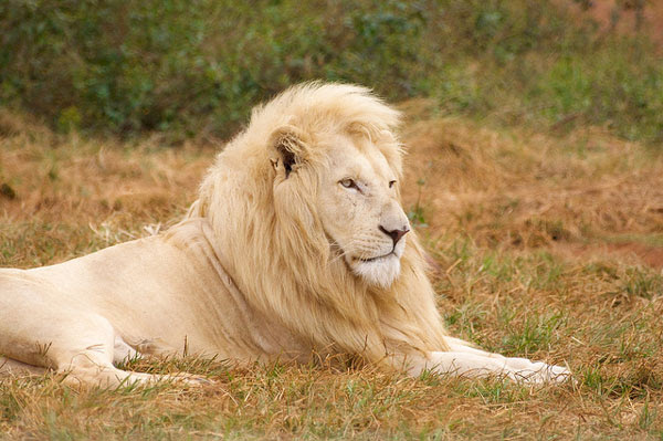perierga.gr - Το υπέροχο... κάτασπρο λιοντάρι της ζούγκλας!