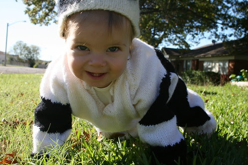cow front