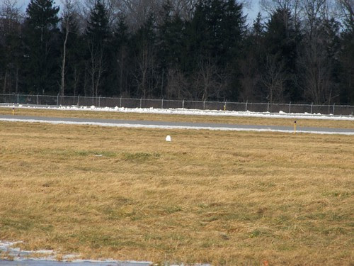Snowy Owl
