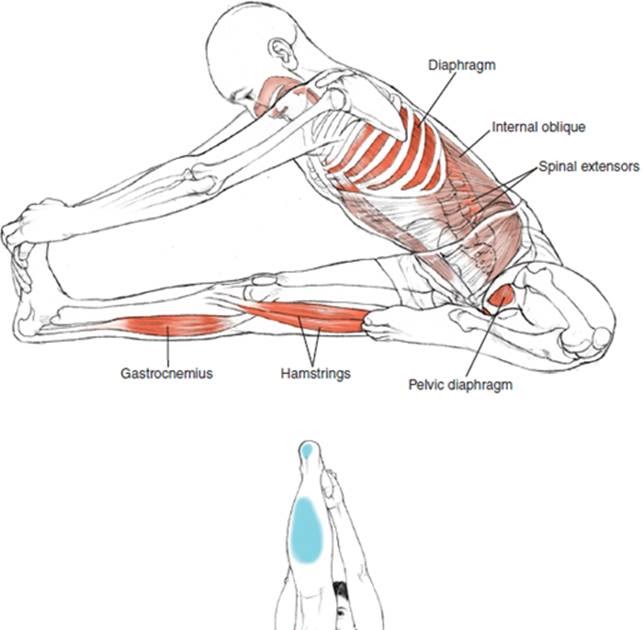 Anatomy Ofsirsasana Pose : Anatomy Ofsirsasana Pose / Yoga Headstand Salamba ...