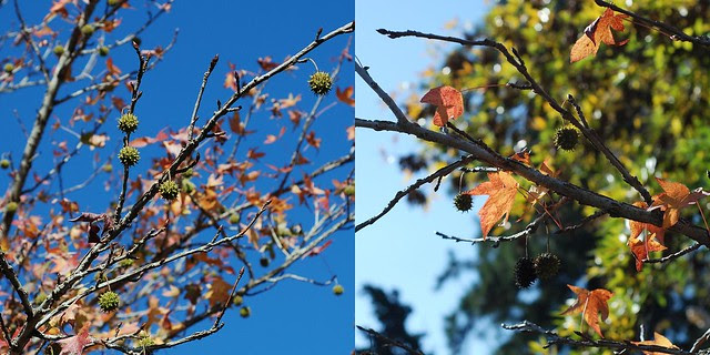 Blue Autumn
