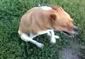 Single Ladies Dance Dog Wipes Bum On Ground Gif 14