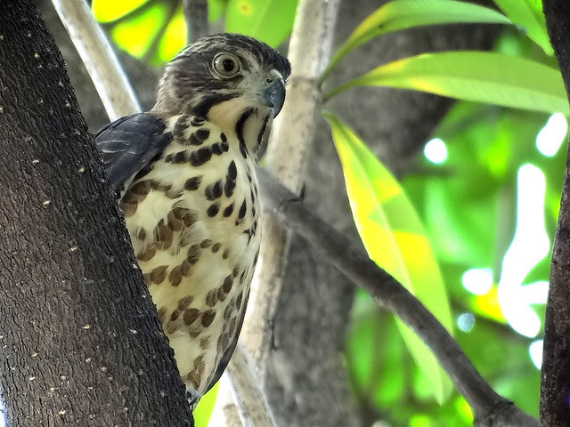 鳳頭蒼鷹/無限台南