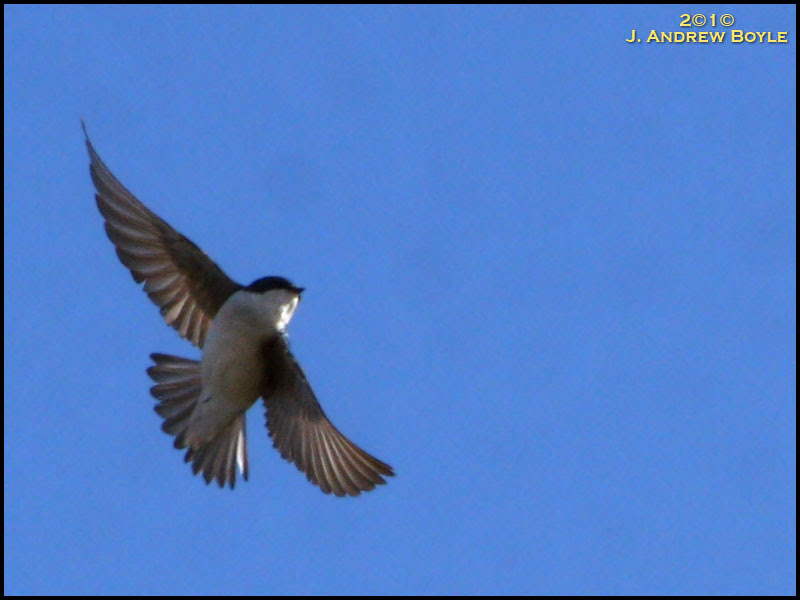 Tree Swallow