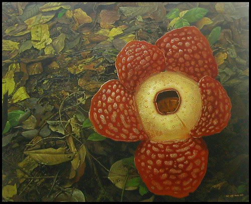 Rafflesia