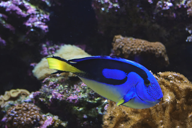 Dory fish. | Flickr - Photo Sharing!