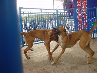 ダウンロード 土佐 犬 戦い 土佐 犬 戦い ブラッククローバー アニメ画像