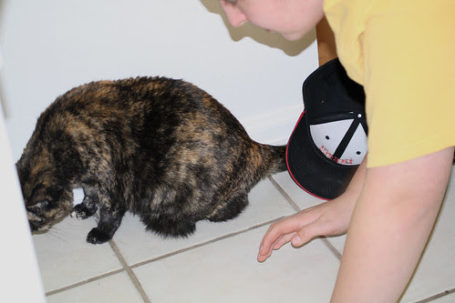 hexbug-cat2