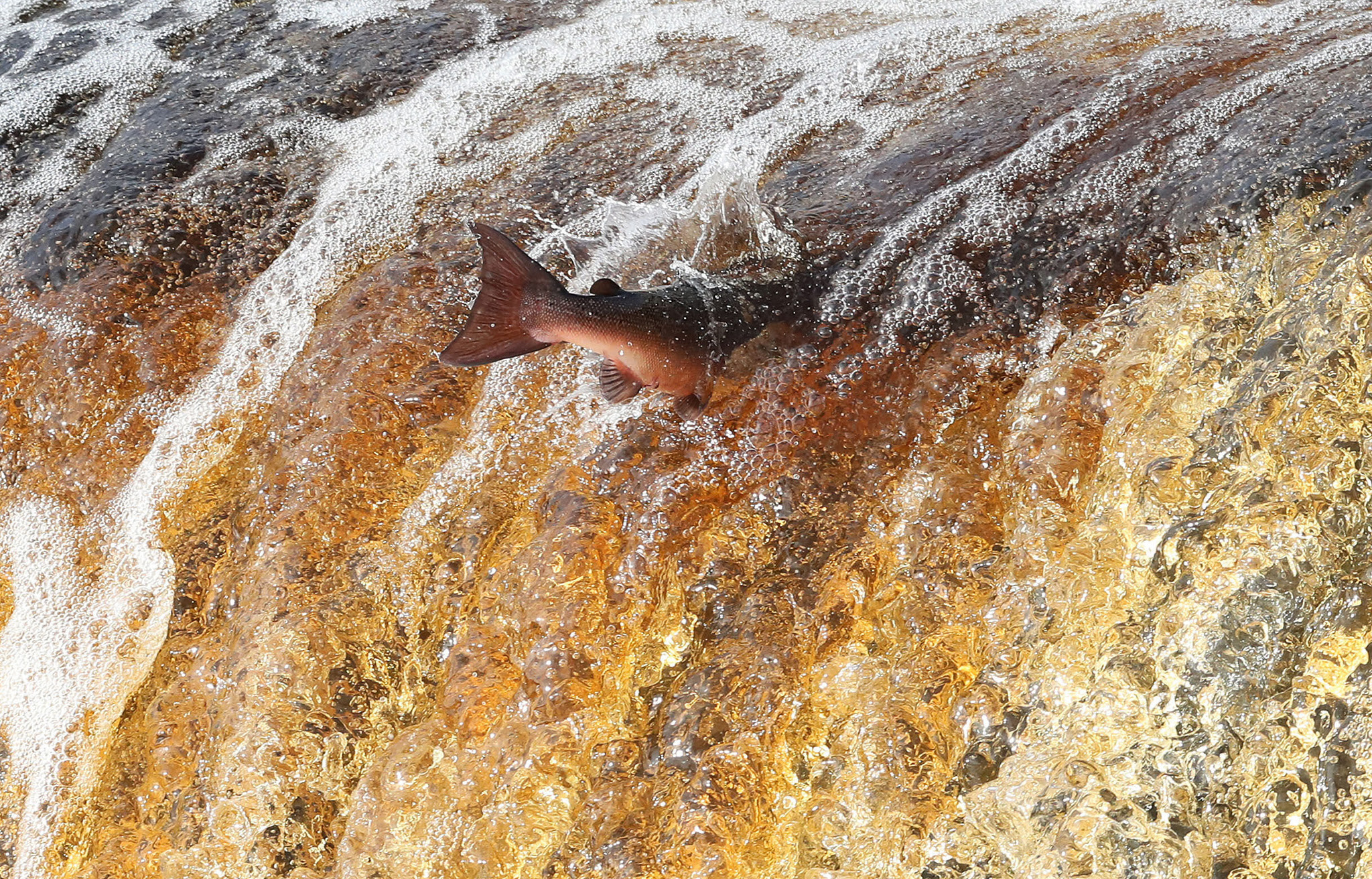 A salmon makes its way upstream on the River Tyne in Hexham, as tens of thousands of the fish have been helped by a new fish pass in a once in a lifetime journey to spawn. PRESS ASSOCIATION Photo. Picture date: Tuesday October 18, 2016. Along with thousands of sea trout, the fish swim up from the sea so they can lay their eggs in the tributaries of the river. See PA story ENVIRONMENT Salmon. Photo credit should read: Owen Humphreys/PA Wire