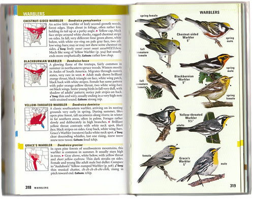 Kaufman Warblers
