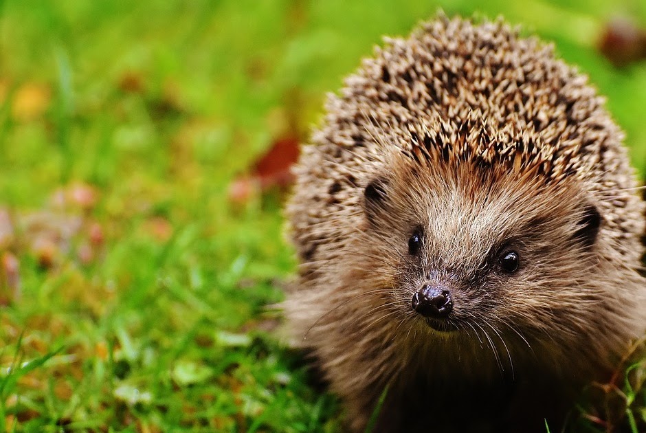 ハリネズミのフリー画像写真集 超かわいい 飼育セットもご紹介 里海 伊勢志摩鳥羽の自然と観光とスポーツ