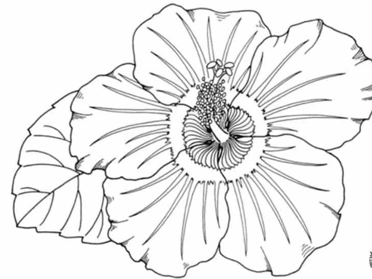 21+ Sketsa Bunga Sepatu Hitam Putih Gambar Bunga Indah jpg (728x546)