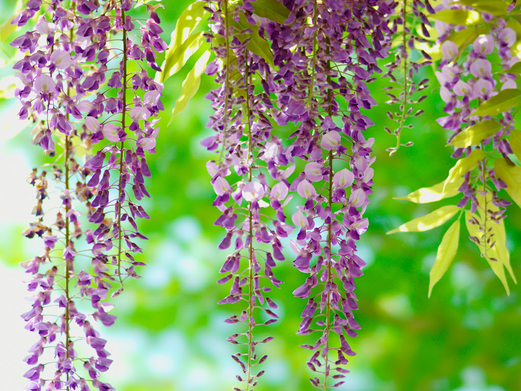 すべての花の画像 元のフリー 藤 壁紙