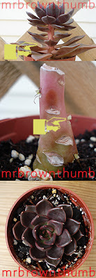 How To Propagate An Echeveria