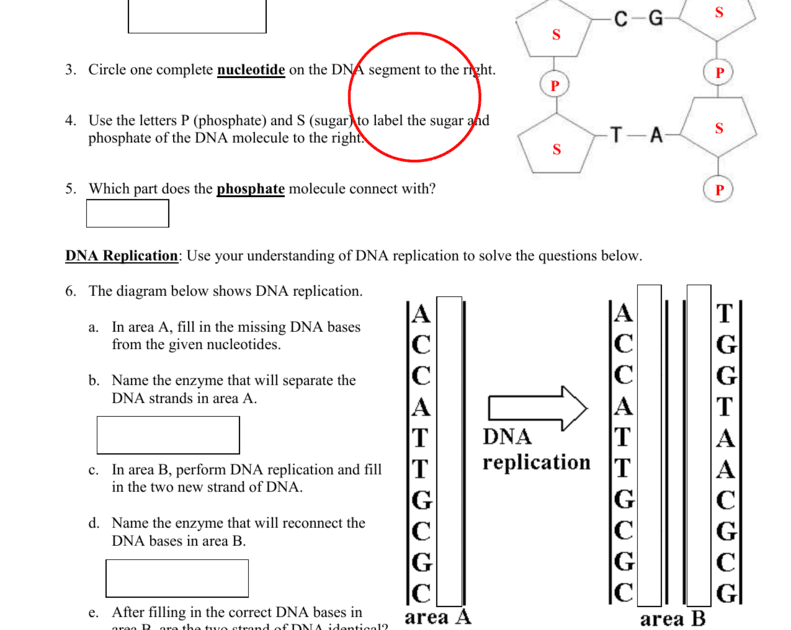 Dna Review Worksheet Answers - Nidecmege