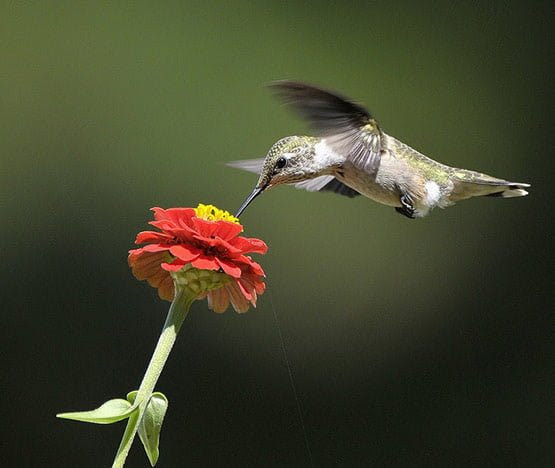 02 Ruby Throated Hummingbird Photography 02 Ruby Throated Hummingbird Photography in 20 Examples of Perfectly Timed Animal Photography