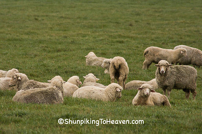 Sheep in the Pasture, Wood County, Wisconsin