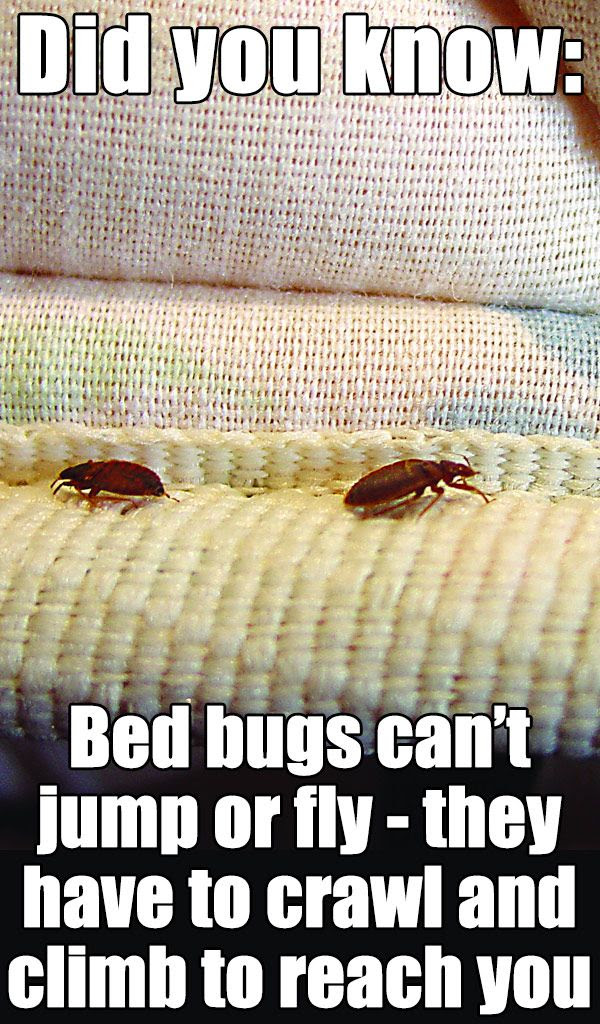 Can Bed Bugs Hop Or Fly Lickin Bed Bugs