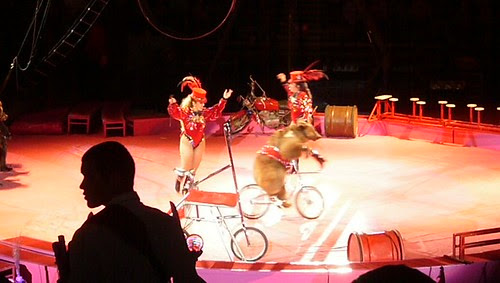 Bears on bikes