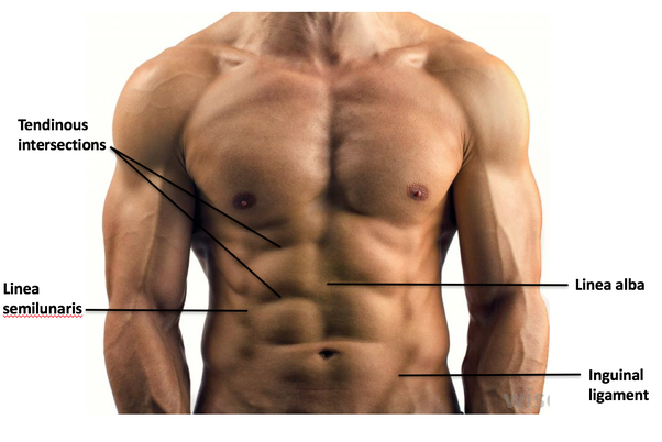 Name Of Muscles In Stomach / 2013 Parts Of Stomach And Muscle That
