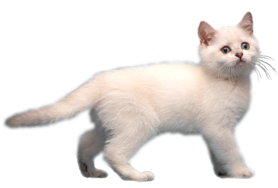 Cat Png Transparent - Cat's Blog
