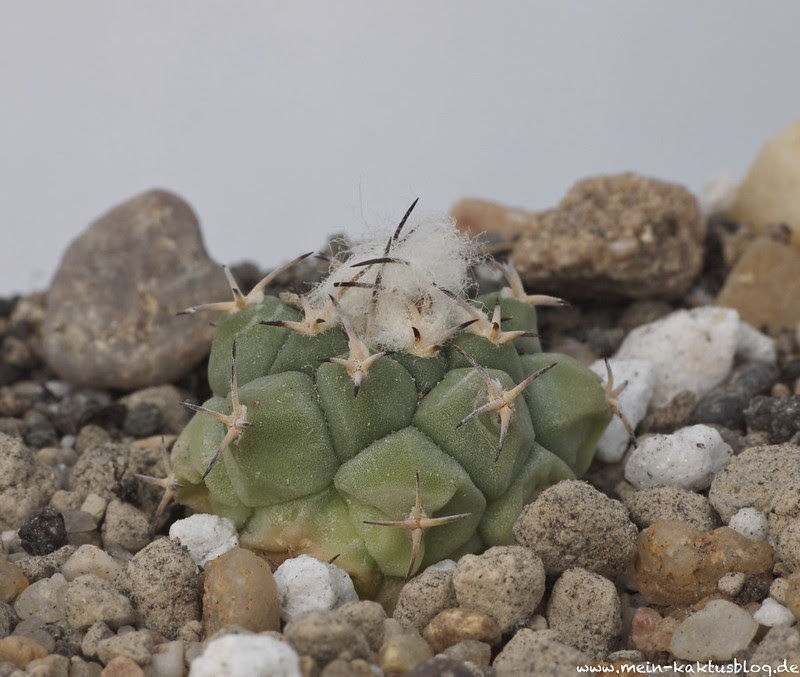 Turbinicarpus lophophoroides, Las Tablas