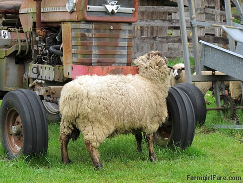 Sheep heading out to eat breakfast (8) - Big Teddy stops to scratch an itch on the old tractor - FarmgirlFare.com