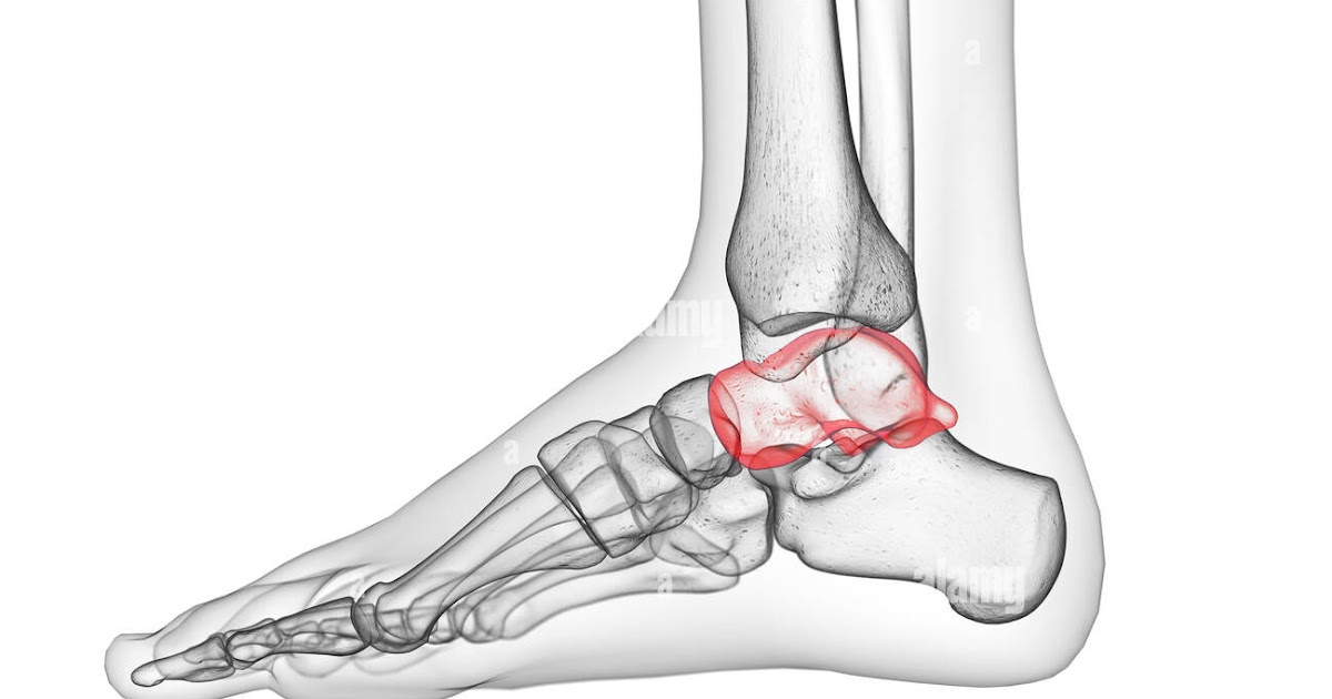 Human Talus Bone Anatomy / Foot Bones Anatomy Conditions And More