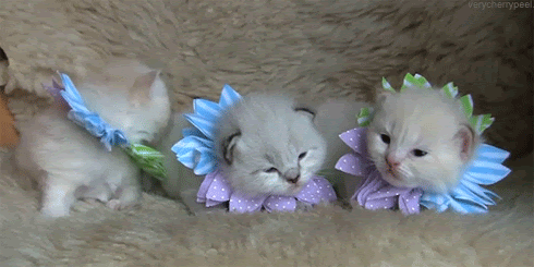 cat flowers kittens GIF