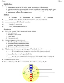 Meiosis Gizmo Answer Key Pdf Activity B