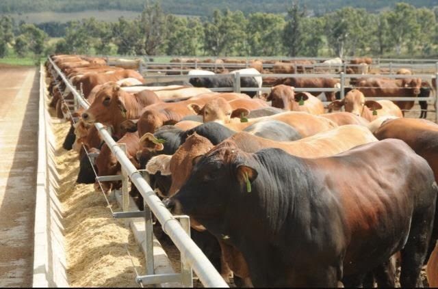 Cattle Feedlot Design In South Africa - Livestock Cattle