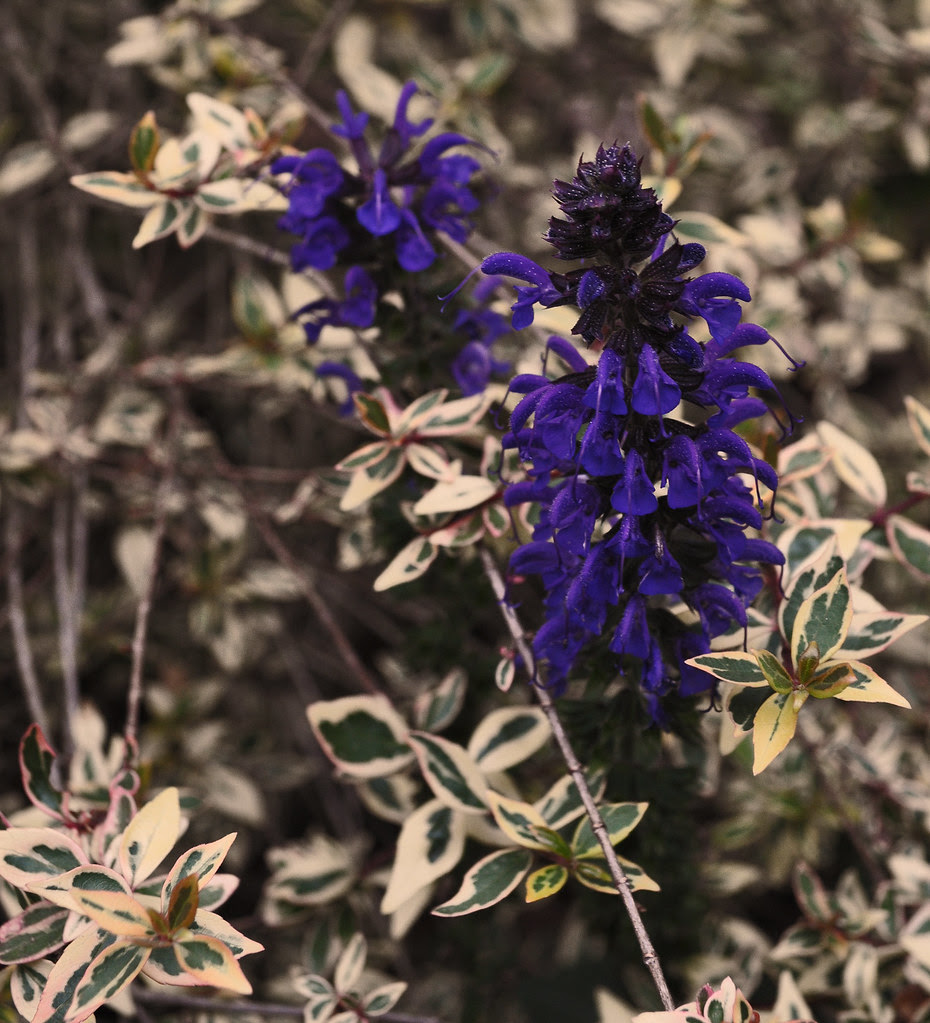 Salvia x 'May Night'