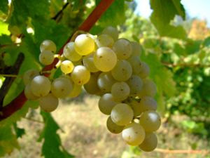 Sauvignon blanc wine grape. Location: Vlasotin...