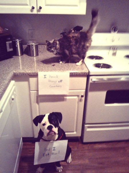 Daily Picdump Daily Picdump