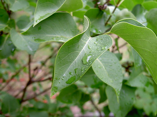 It's been raining for 2 days