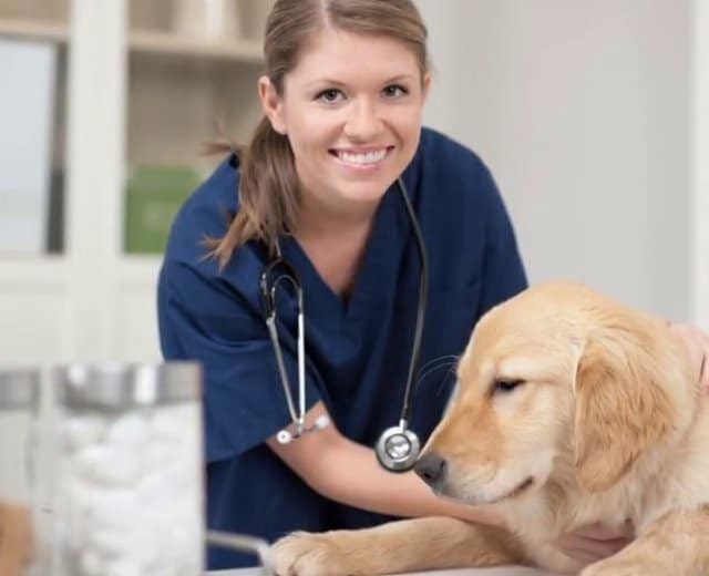 Veterinary Assistant Job Description : Veterinary Technicians Enjoy a