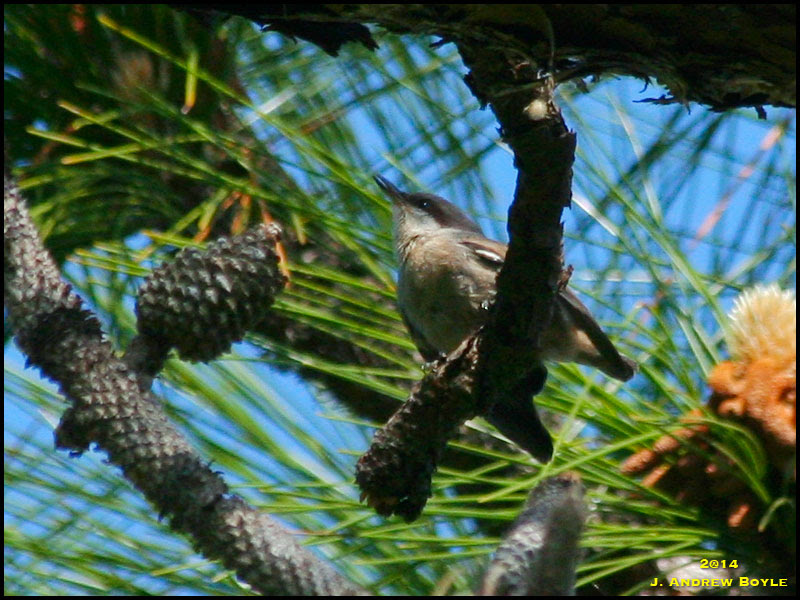 Brown-headed Nuthatch Brown-headed Nuthatch