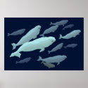Beluga Whale Art Print Marinelife Whale Painting