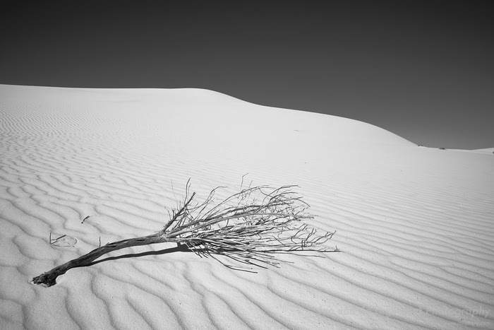 Lonesome Lonesome